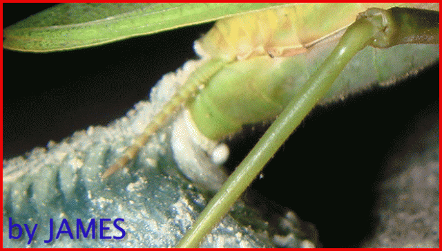 ● 螳螂產卵．剛才拍的生態照片．圖多 ●