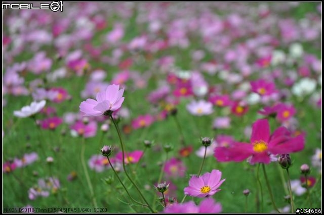 新竹縣芎林鄉秀湖村大波絲菊花田