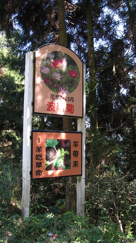 南投縣 鹿谷小半天→山豬湖產業道路→大崙山→羊彎→溪頭→鹿谷小半天