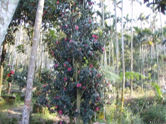 [約騎]1月2日賞山茶花之旅.確定取消.造成不便請見諒.
