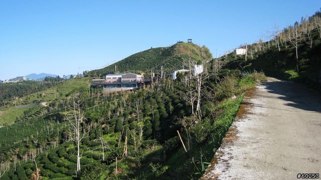 南投縣 鹿谷小半天→山豬湖產業道路→大崙山→羊彎→溪頭→鹿谷小半天
