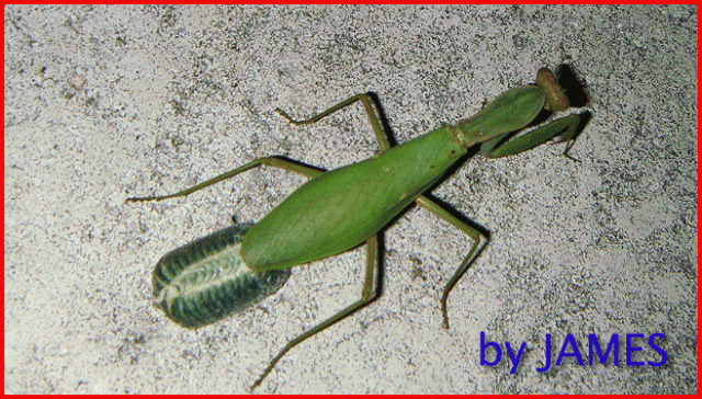 ● 螳螂產卵．剛才拍的生態照片．圖多 ●