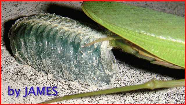 ● 螳螂產卵．剛才拍的生態照片．圖多 ●