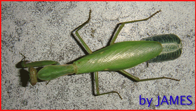 ● 螳螂產卵．剛才拍的生態照片．圖多 ●