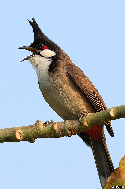 EF 800mm f5.6L IS 閩江河口 共同的牽掛
