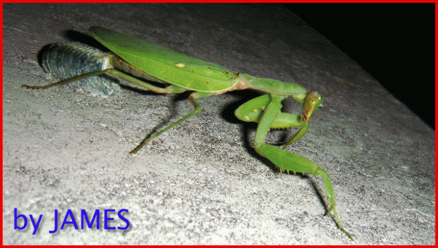 ● 螳螂產卵．剛才拍的生態照片．圖多 ●