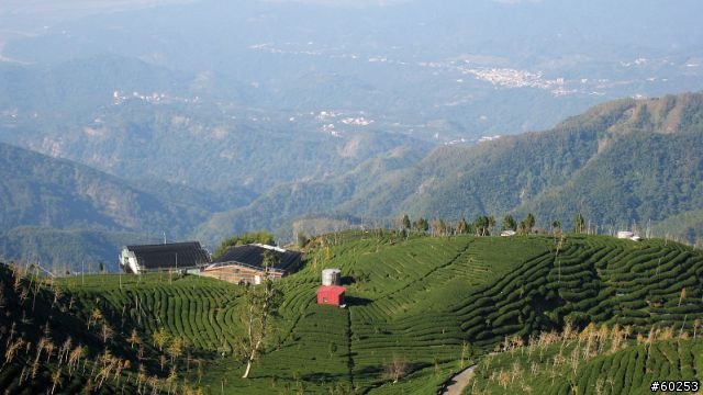 南投縣 鹿谷小半天→山豬湖產業道路→大崙山→羊彎→溪頭→鹿谷小半天
