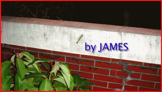 ● 螳螂產卵．剛才拍的生態照片．圖多 ●