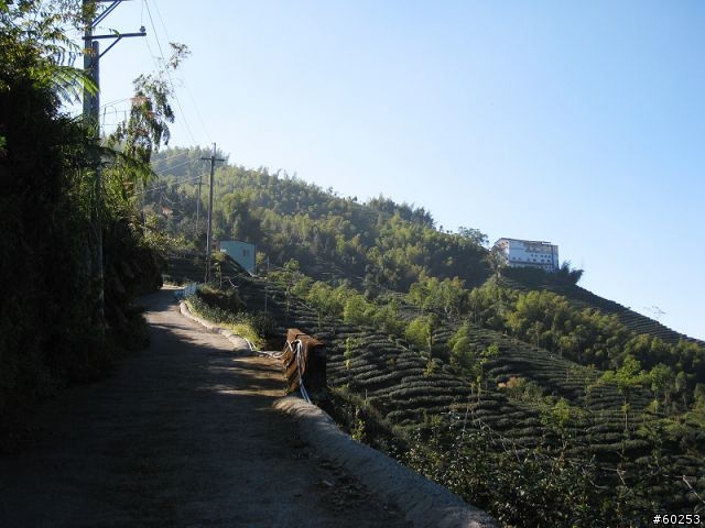 南投縣 鹿谷小半天→山豬湖產業道路→大崙山→羊彎→溪頭→鹿谷小半天