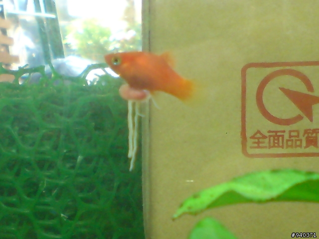 小紅豆變外星魚了