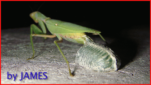 ● 螳螂產卵．剛才拍的生態照片．圖多 ●