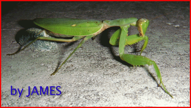 ● 螳螂產卵．剛才拍的生態照片．圖多 ●