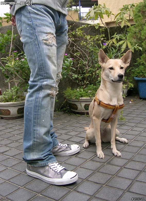 [分享] Levis 日版08501 破壞馬賽克褲