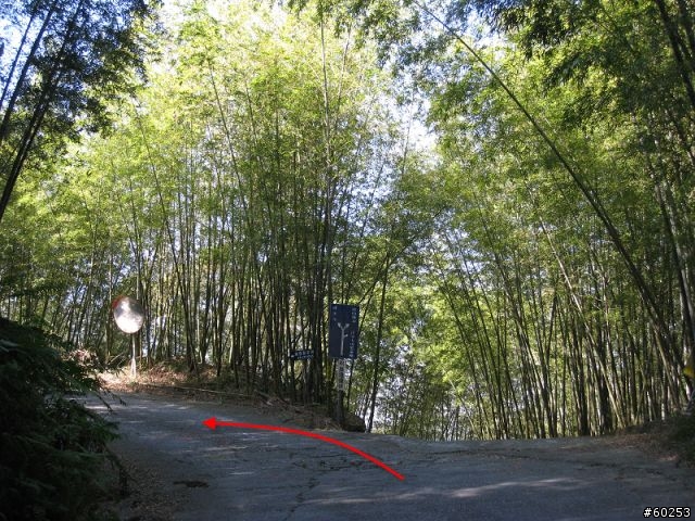南投縣 鹿谷小半天→山豬湖產業道路→大崙山→羊彎→溪頭→鹿谷小半天