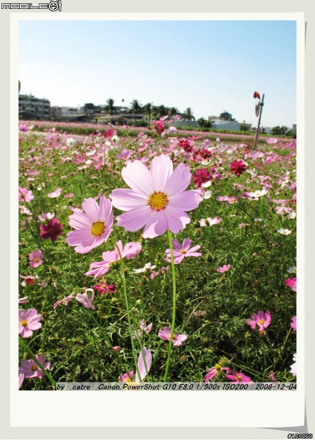 G10.....試拍花海....新手上路