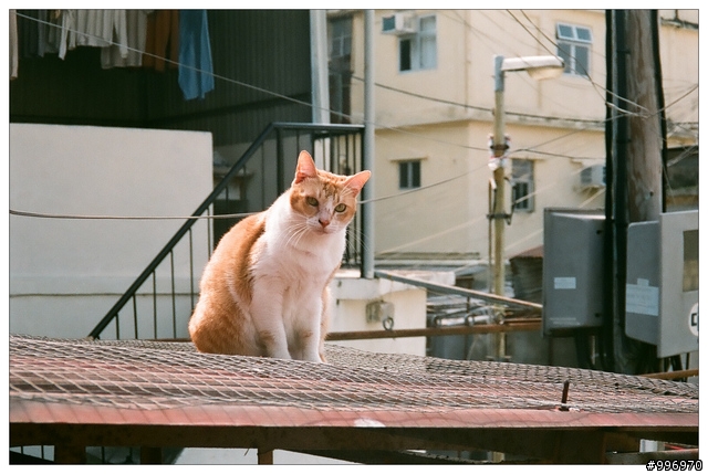 就是愛底片小相機! Minolta Riva Zoom 70w =w="