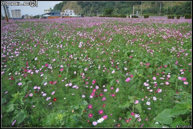新竹縣芎林鄉秀湖村大波絲菊花田