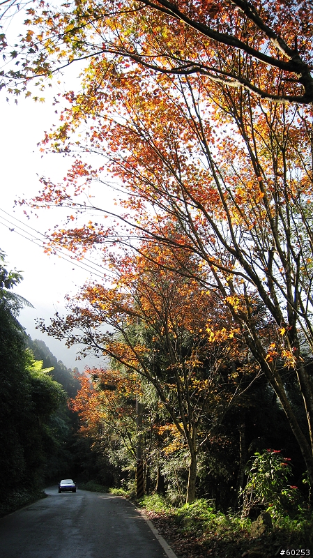 南投縣 鹿谷小半天→山豬湖產業道路→大崙山→羊彎→溪頭→鹿谷小半天