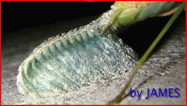 ● 螳螂產卵．剛才拍的生態照片．圖多 ●