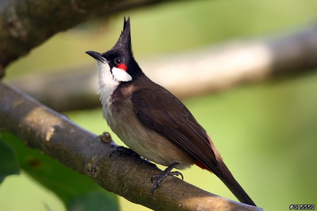 EF 800mm f5.6L IS 閩江河口 共同的牽掛