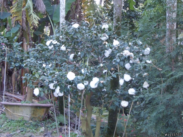 [約騎]1月2日賞山茶花之旅.確定取消.造成不便請見諒.