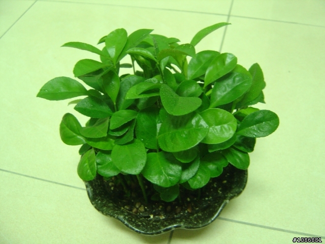 有關種子種植-柚子的問題(12/22更新..茂密的柚子盆栽)