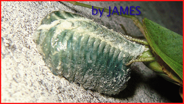 ● 螳螂產卵．剛才拍的生態照片．圖多 ●