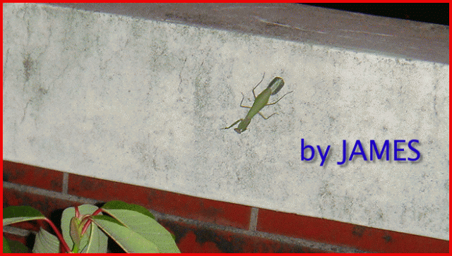 ● 螳螂產卵．剛才拍的生態照片．圖多 ●