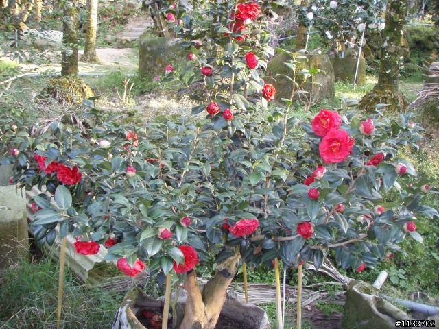 [約騎]1月2日賞山茶花之旅.確定取消.造成不便請見諒.