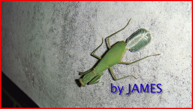 ● 螳螂產卵．剛才拍的生態照片．圖多 ●