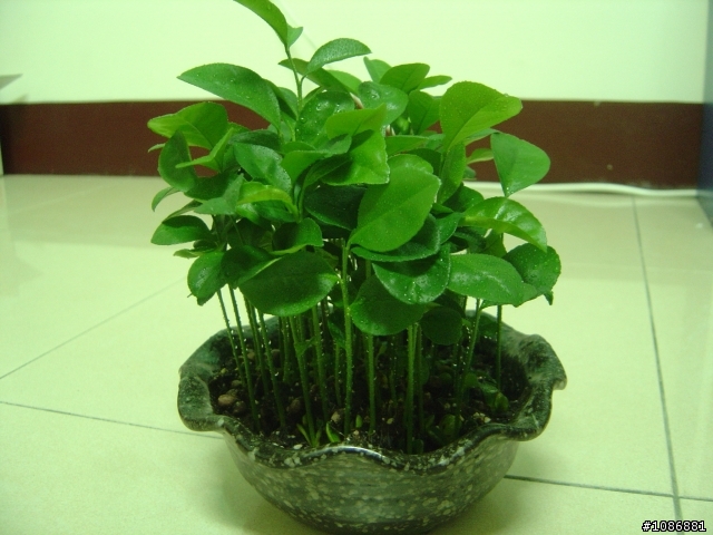 有關種子種植-柚子的問題(12/22更新..茂密的柚子盆栽)