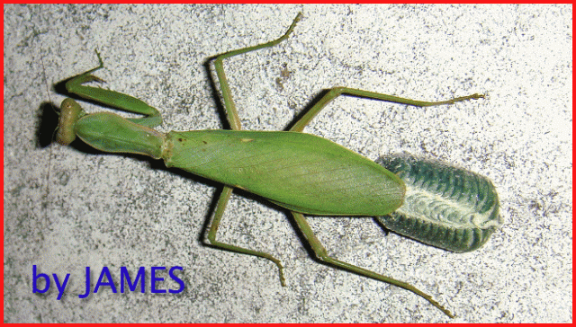 ● 螳螂產卵．剛才拍的生態照片．圖多 ●