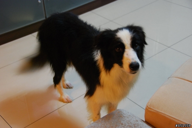 請教將心愛的狗狗養胖的方法