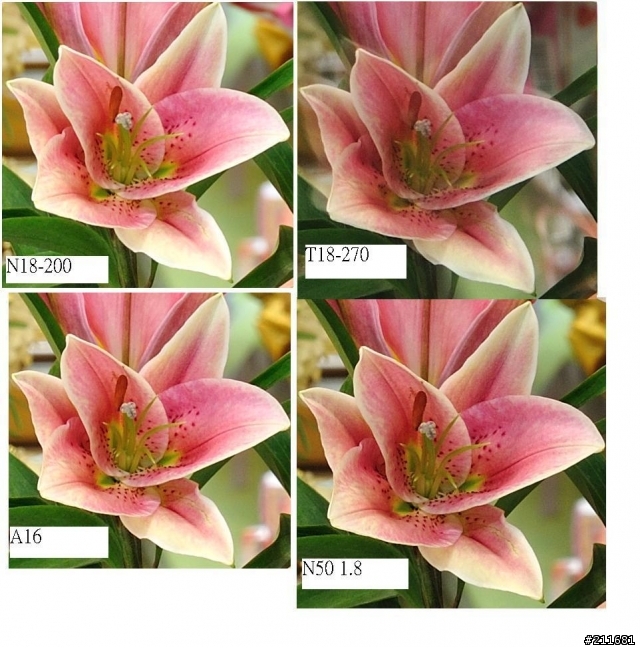 T18~270 pk N18-200 移焦? 銳利度不夠?