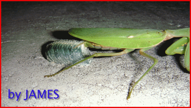 ● 螳螂產卵．剛才拍的生態照片．圖多 ●