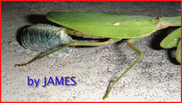 ● 螳螂產卵．剛才拍的生態照片．圖多 ●