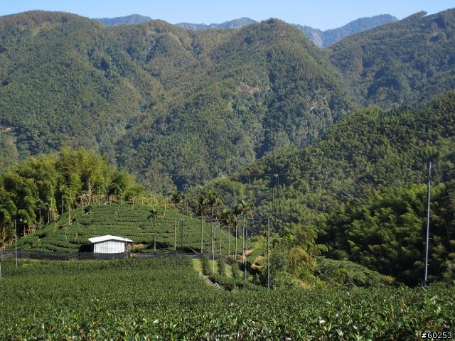 南投縣 鹿谷小半天→山豬湖產業道路→大崙山→羊彎→溪頭→鹿谷小半天