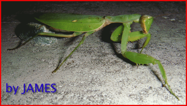 ● 螳螂產卵．剛才拍的生態照片．圖多 ●