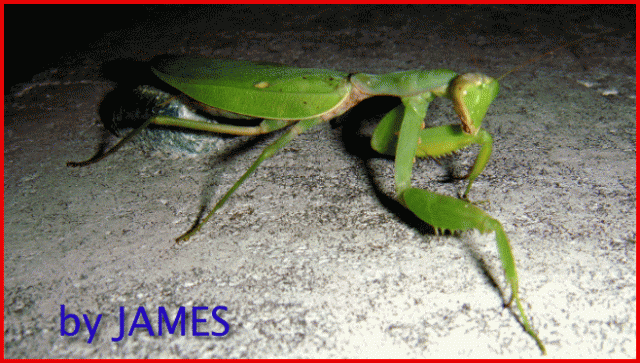 ● 螳螂產卵．剛才拍的生態照片．圖多 ●