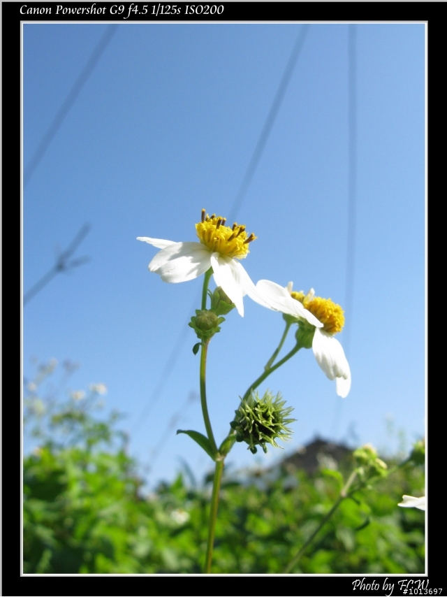 G9-小花與蜜蜂