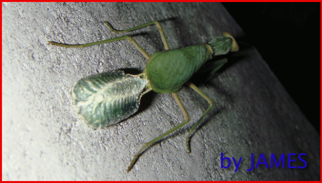 ● 螳螂產卵．剛才拍的生態照片．圖多 ●