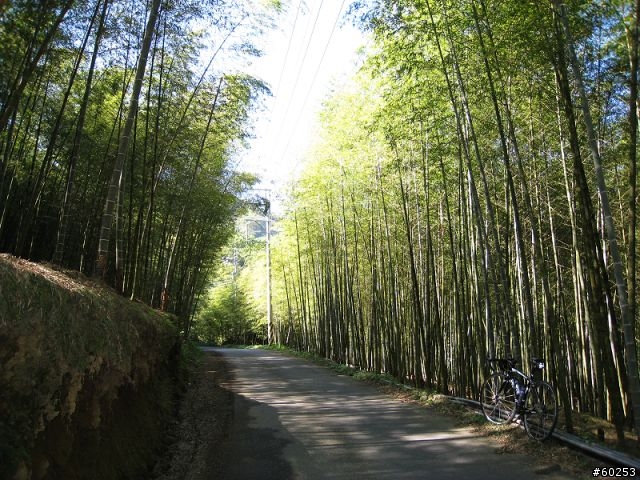 南投縣 鹿谷小半天→山豬湖產業道路→大崙山→羊彎→溪頭→鹿谷小半天