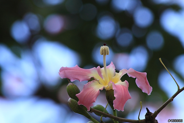 千年傳統．全新感受 ── 重新發現小小黑 EF 70-300mm F4-5.6 IS USM
