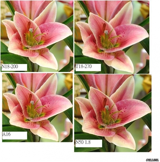 T18~270 pk N18-200 移焦? 銳利度不夠?