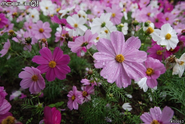 Tokina AF 11-16mm F2.8試拍