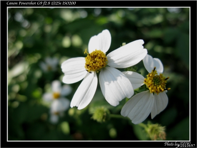 G9-小花與蜜蜂