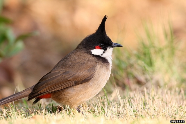 EF 800mm f5.6L IS 閩江河口 共同的牽掛