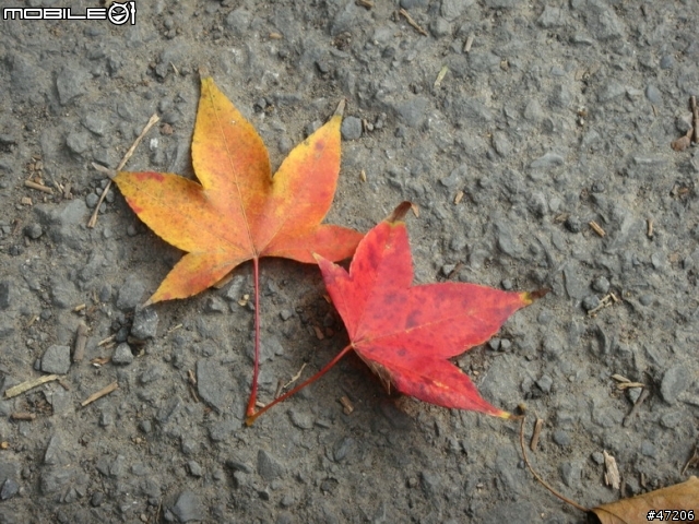 清大梅花開了