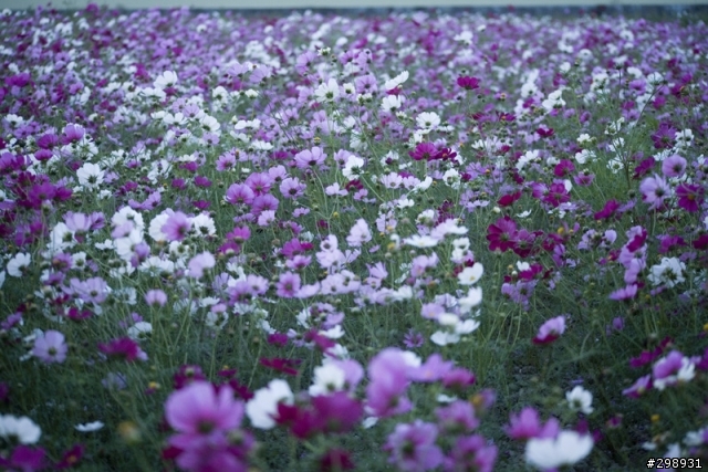 安定花田