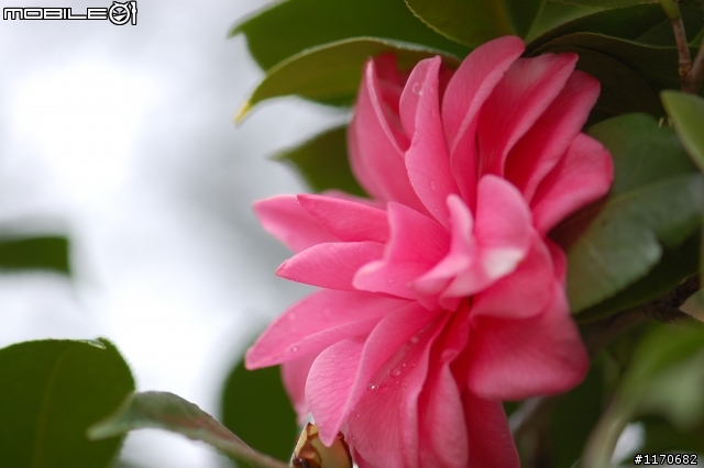 分享--茶花